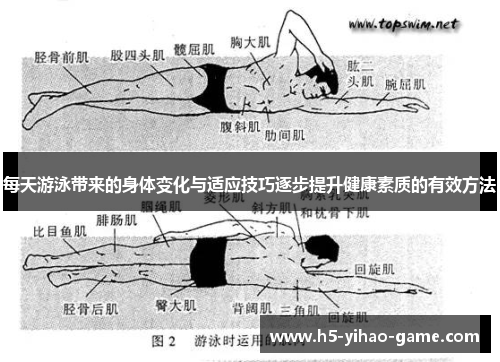 每天游泳带来的身体变化与适应技巧逐步提升健康素质的有效方法